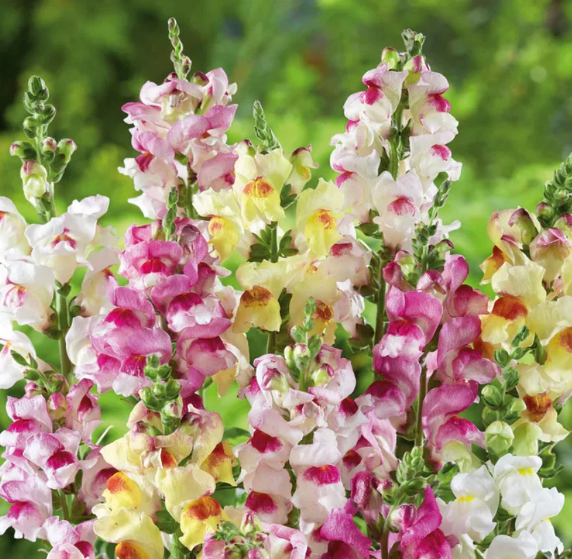 1000 Seeds Snapdragon Brighton Rock Variegated Blooms Hummingbirds Non-GMO  - $5.99