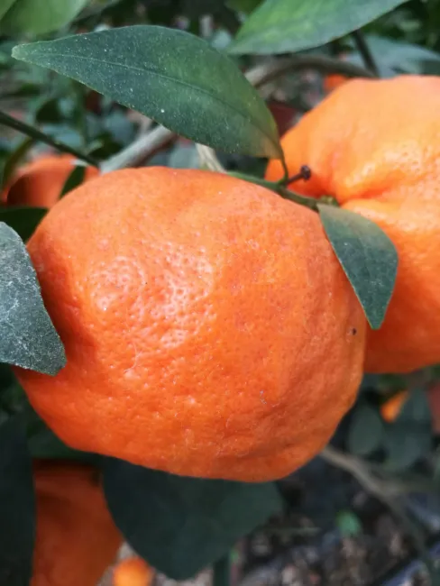 Citrus Reticulata Changsha Mandarin Orange Cold Hardy Tree Seeds Fresh Garden - £14.13 GBP