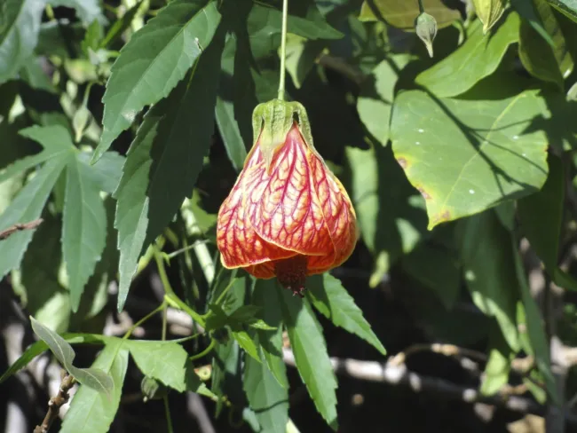 Abutilon Pictum Flowering Maple Seeds Fresh Garden - £7.82 GBP