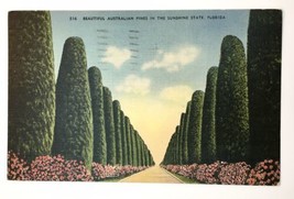 Beautiful Australian Pines in the Sunshine State Florida FL 1941 Linen PC - £2.77 GBP