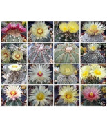 Astrophytum Variety Mix Exotic Cactus Collection Cacti Lot 100 Seeds Fas... - €53,05 EUR