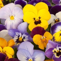 New Fresh Seeds Pansy Seeds Velvet Pansy Flower Seed Mix 1000 Seeds - £10.42 GBP