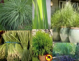 SEPTH 100+ LEMON GRASS SEEDS, NON-GMO, Distinct Lemon Flavor &amp; Mosquito ... - $86.15 MXN