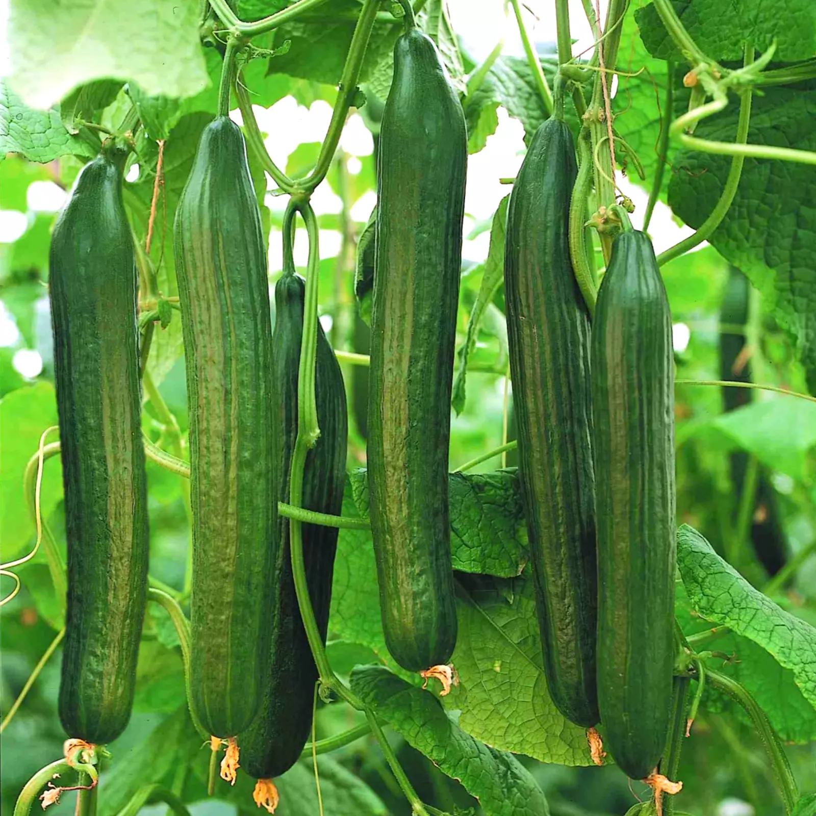 AW 30 Seeds English Telegraph Burpless Cucumber Organic Herb Easy To Grow - $10.19