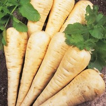 250 Hollow Crown Parsnip Seeds Fresh Harvest For 2024 GardensFrom US  - $8.35