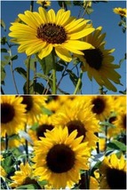 1500 Sunflower Seed Wild Sunflower Seeds Helianthus Annuus Garden Outdoor Living - £49.55 GBP