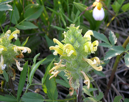 Wood Betony 75 Seeds for Planting | Pedicularis canadensis | Canadian Lo... - $17.00