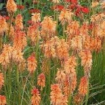 25 Creamsicle Torch Lily Hot Poker Flower Seeds Perennial Seed 595 US SELLER - £7.12 GBP