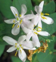 SEPTH Lonicera xylosteum | Dwarf or Fly Honeysuckle | 25 Seeds - $2.86