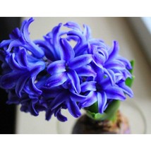 VP 50 Blue Hyacinthus Seeds Fall Planting Non Gmo Seeds 2 - $6.38