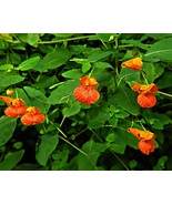 1 Live Starter Plant Jewelweed Impatiens Capensis touch me not, bare root - $20.49