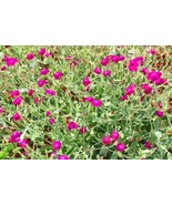 100 Seeds Rose Campion Lambs Ear Magenta Pink Wildflowers Lychnis coronaria - £10.80 GBP