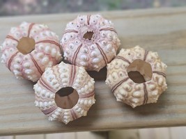 Group Of 4 - 2&quot; TIGER SEA URCHIN SEASHELLS WEDDING BEACH NAUTICAL DECORA... - $16.00