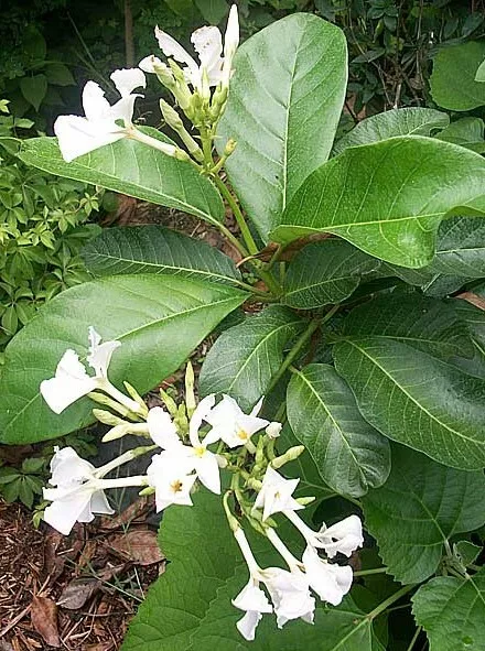 Climbing Frangipani Tropical Plumeria Fragrant Flowering Vine Plant - £33.60 GBP