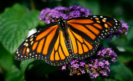 Seed Kit Monarch Butterfly Garden You will see MANY Monarchs - £21.09 GBP