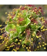 Salad Burnet Seeds Organic Sanguisorba Minor Seeds Pink Flower Topers Bl... - £6.33 GBP