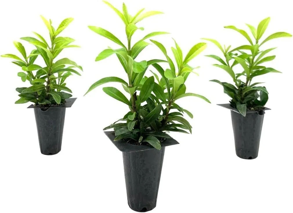 Ixora Dwarf Pink Taiwanensis Live Plantsxora Chinensis Perfect for - £27.15 GBP