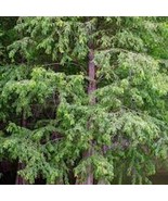 3 Bald Cypress Tree 12-24In Tall Taxodium Distichum Landscape Tree Bare ... - $47.00