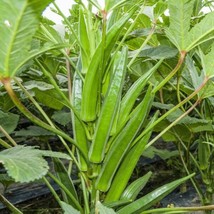 Bulk Clemson Spineless Okra Wholesale Crop Vegetable 2024 Fresh Seeds - £11.32 GBP