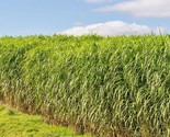 1000 Seeds Switchgrass Seeds Native Tall Grass Prairie Ornamental Perennial - £7.22 GBP