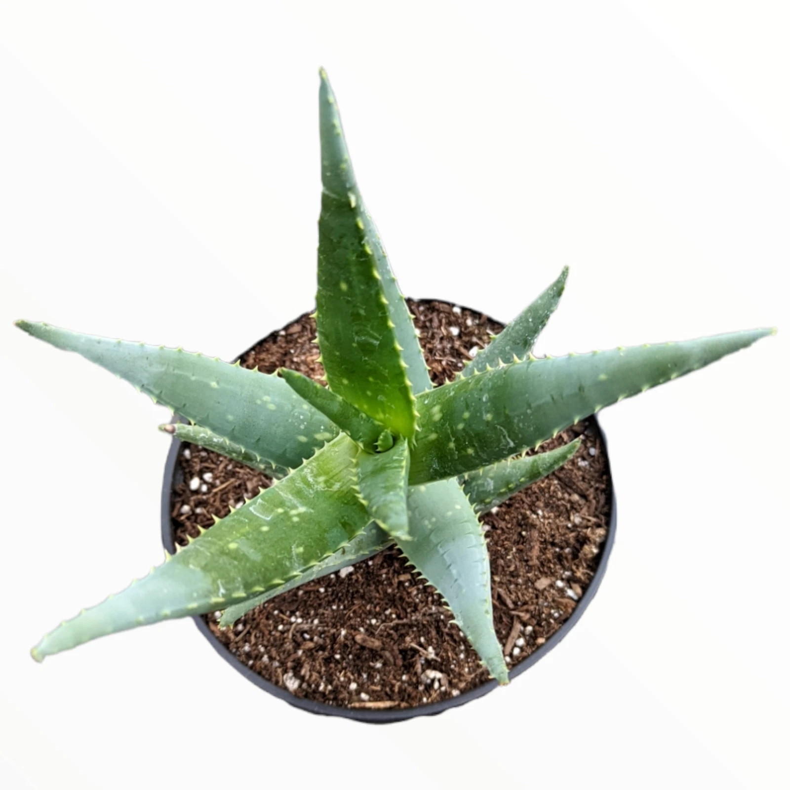 Aloe &#39;Crosby&#39;s Prolific&#39; Succulent Plant - $23.65
