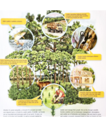 2002 International Paper Poster Life Of A Forest Trees Recycling Vintage... - €21,46 EUR 2002 International Paper Poster Life Of A Forest Trees Recycling Vintage... - €21,46 EUR
