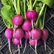 100 Seeds Purple Plum Radish Fast Planting Heirloom Seeds Achieve Beauty - £6.44 GBP