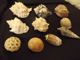 Assortment of Sea Shells – Medium Sized – Ten (10) – LOT B - £28.77 GBP