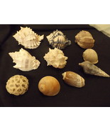 Assortment of Sea Shells – Medium Sized – Ten (10) – LOT B - $36.00