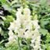 100 Seeds Snapdragon SNOWFLAKE Blooms Spring-Fall White up to 36&quot; Non-GMO - £9.43 GBP
