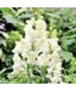 100 Seeds Snapdragon SNOWFLAKE Blooms Spring-Fall White up to 36&quot; Non-GMO - £9.50 GBP