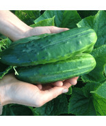 BZ 100 Spacemaster 80 Cucumber Seeds Heirloom Organic Non Gmo Fresh Garden - €8,46 EUR