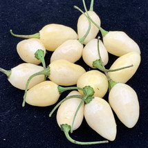 25 Seeds Yucatan White Habanero Pepper Vegetables Planting Garden - $7.77