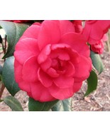 Romany Camellia Japonica Live STARTER Plant - $900.20 MXN