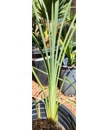 12+&quot; 1.5 Year Old, Medjool Date Palm, Phoenix Dactylifera Seedling In A ... - £21.94 GBP