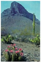 Hedgehog Cactus In The Desert Springtime Cactus Postcard - £5.49 GBP