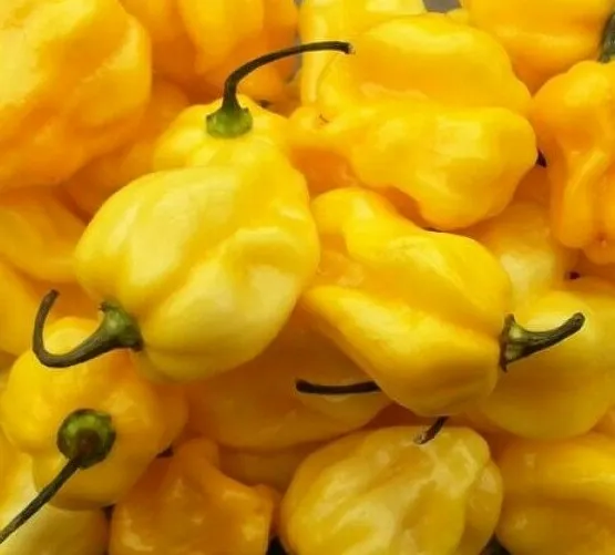 New Fresh Yellow Habanero Hot Pepper Seeds 30 Caribbean Yellow Salsa - £7.17 GBP