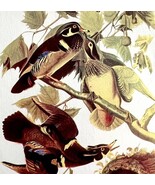 Wood Duck Bird Lithograph 1950 Audubon Antique Art Print Waterfowl DWP6D - $29.99