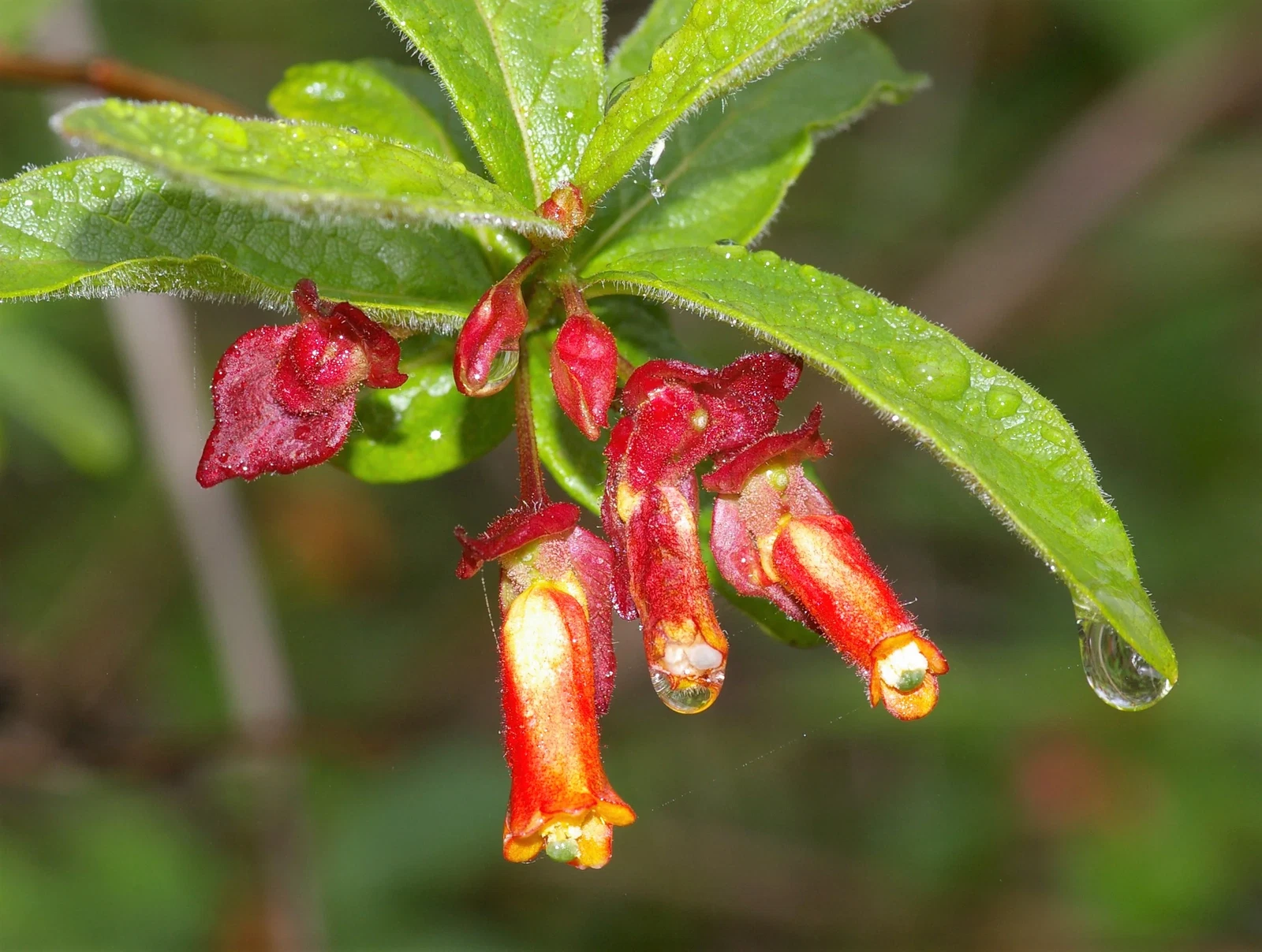 25 TWINBERRY HONEYSUCKLE Lonicera Involucrata Shrub Yellow Red Flower Seeds - $14.56