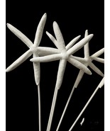 Dried Finger Starfish White Colored And Stemmed- Wedding Decoration - Cr... - $297.60 MXN