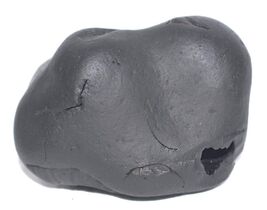 Pattabhi Rama Shaligram / Rama Salagram - Gandaki River Nepal - $321.74