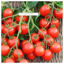 Red Cherry Tomato Seeds - Vegetable Seeds - BOGO - £1.57 GBP