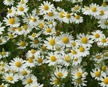 German Chamomile Seeds 2000 Fragrant Garden Annual Herb Tea Fast Shipping - $8.99