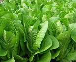 Parris Island Cos Romaine Lettuce Seeds 500 Heat Tolerant Veggies Fast S... - $8.99