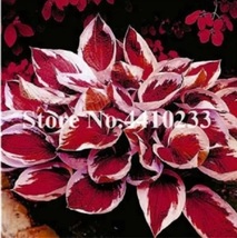 SG 150 Pcs Beautiful Hosta Bonsai, Perennials Lily Flower Shade Hosta Flower  - £5.07 GBP