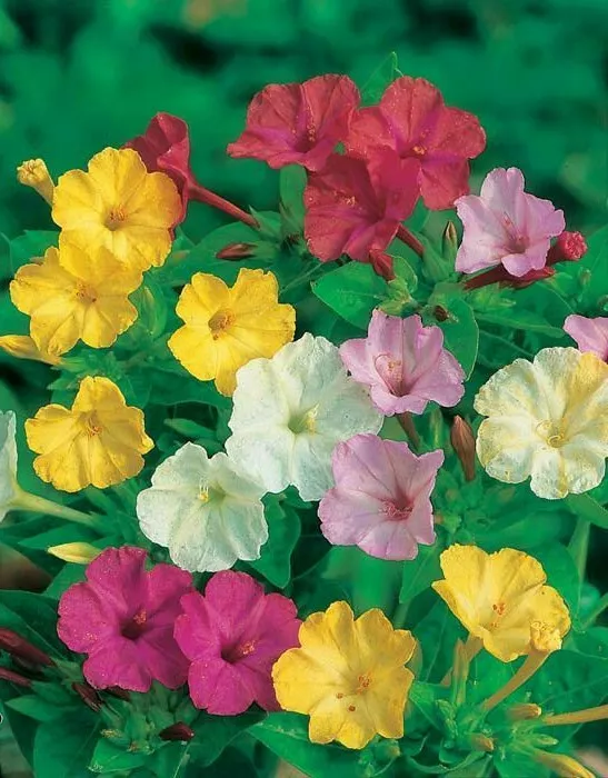 AW 35 Seeds Four O&#39;Clock Mixed Four O Clocks Non Gmo Organic Easy to Grow - $9.19