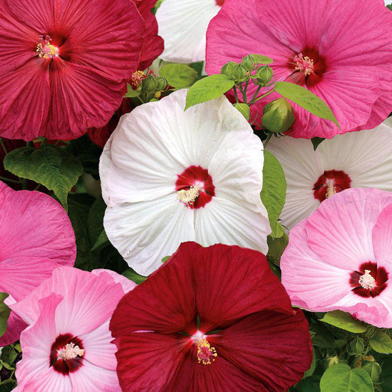 Hibiscus Moscheutos Giant Hardy Hibiscus Mix 5 seeds Fresh Gardening - $17.96