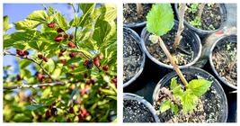 Live Plant Mulberry (morus Nigra) tropical fruit tree Fruit Soon 1’-2’ - £66.85 GBP