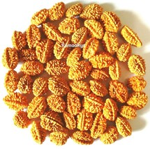 2 Mukhi Face Rudraksh Rudraksha 100 Pieces Loose Beads India Origin - £22.03 GBP