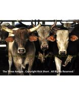 Rodeo Bull Cows Western Wild West Cowboy Photography - €30,93 EUR